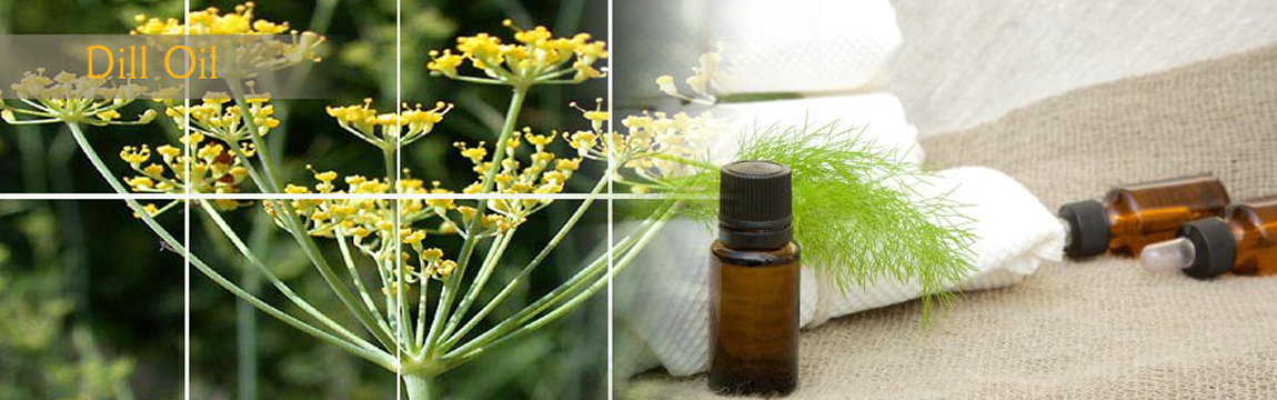 Dill Essential Oil Natural Oil