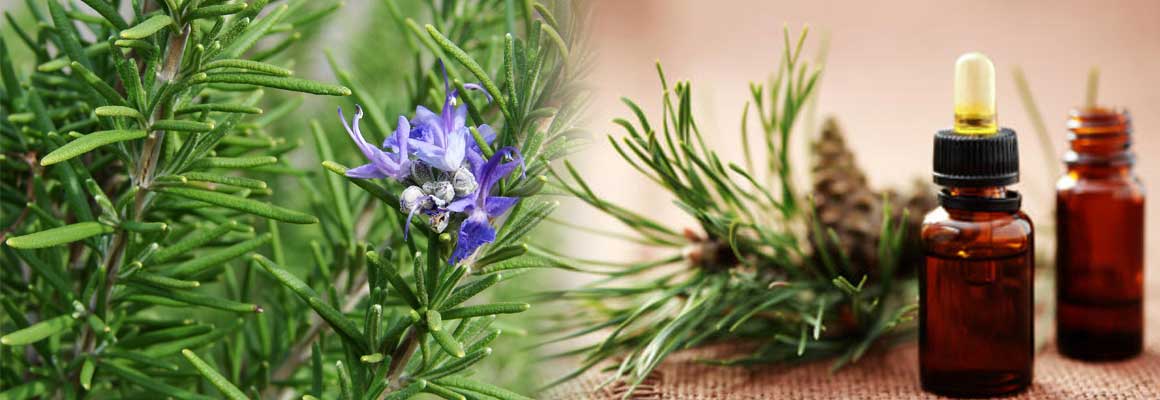 Rosemary Essential Oil Natural Oil