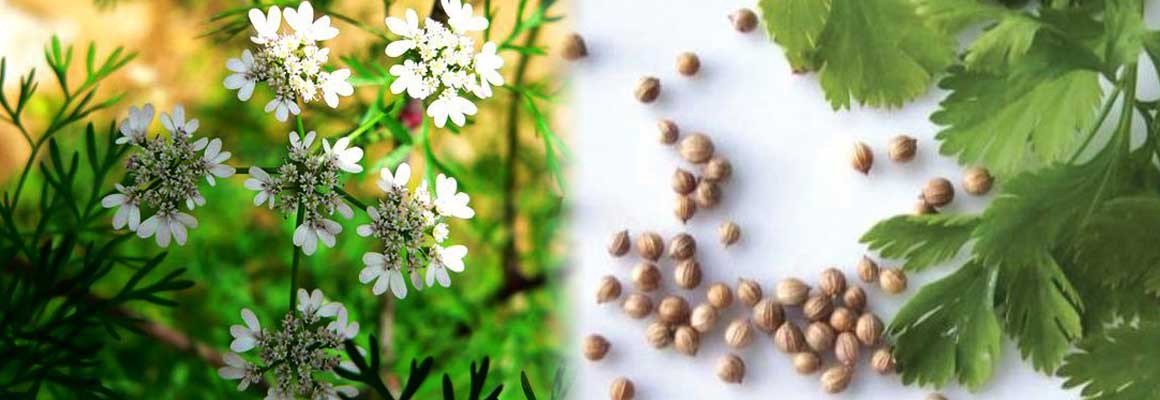 Coriander Seed Natural Oil